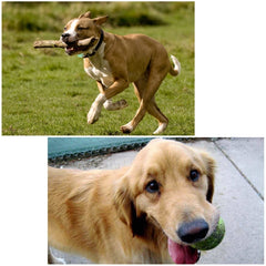 PULUZ Hound Dog Fetch Harness Soporte ajusta...